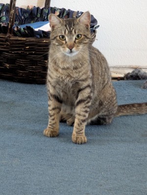 Photo of Toby