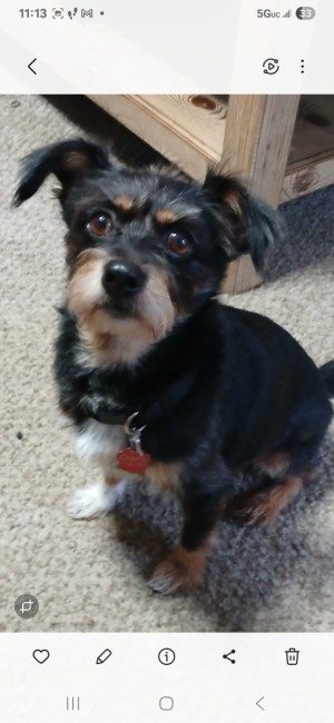 Photo of Champ