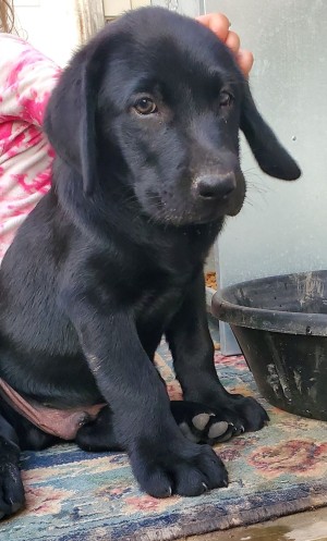 Photo of Brownie