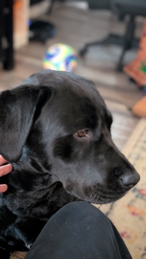 Photo of Koda