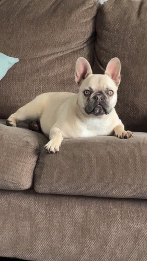 Photo of Poppy