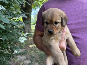 Photo of Puppy