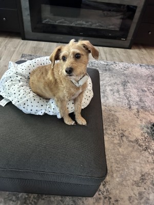 Photo of Teddy