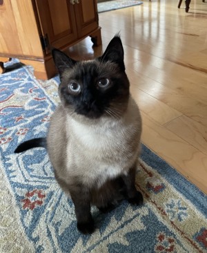 Photo of Ivy