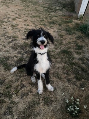 Photo of Buddy