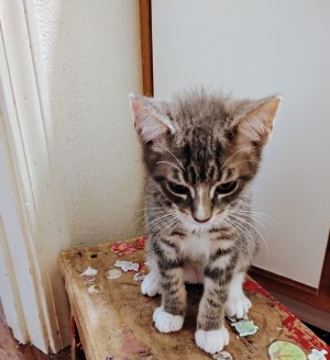 Photo of Simba