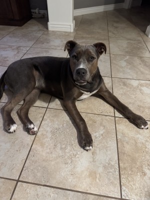 Photo of Bronson