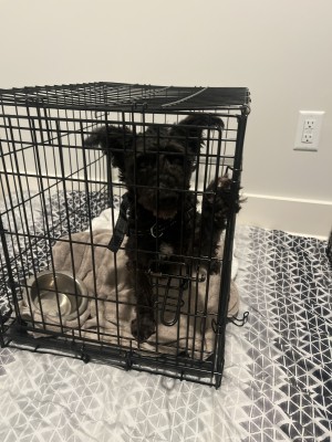 Photo of Duke