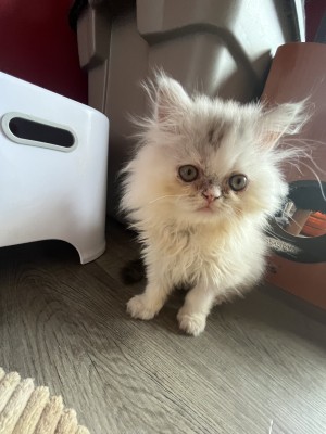Photo of Kitten