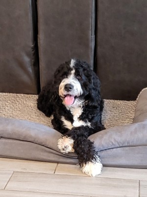 Photo of Lucky