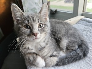 Photo of Cosmo