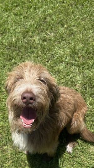 Photo of Dolly
