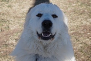 Photo of Hondo