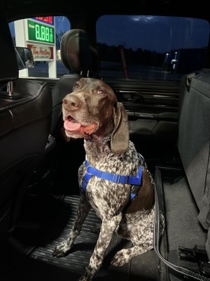 Photo of Gatsby