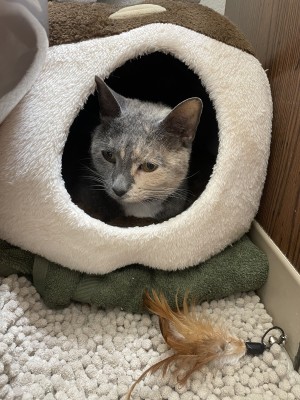 Photo of Peaches