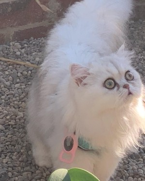 Photo of Gracie