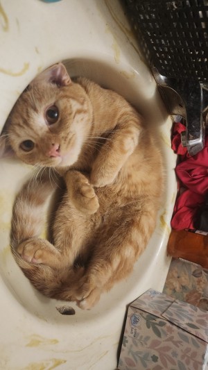 Photo of Pumpkin