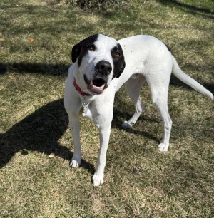 Photo of Bandit