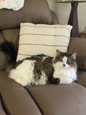 Photo of Chai