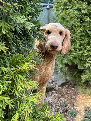 Photo of Cosmo