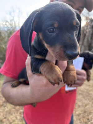 Photo of Rex