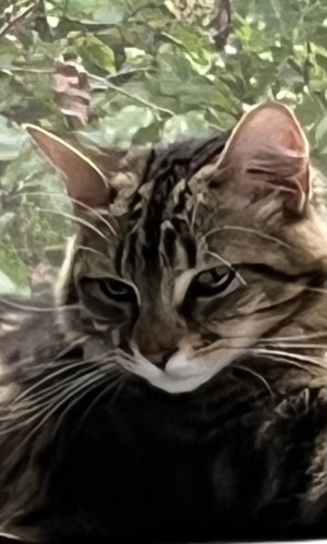 Photo of Luna