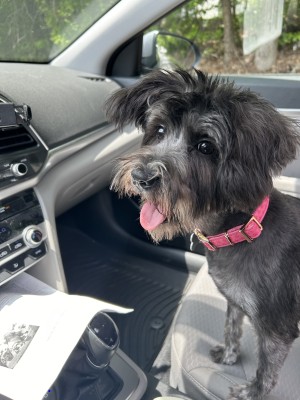 Photo of Nala