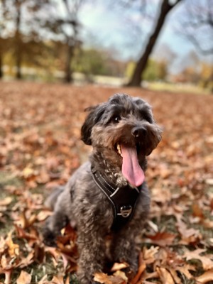 Photo of Merlin