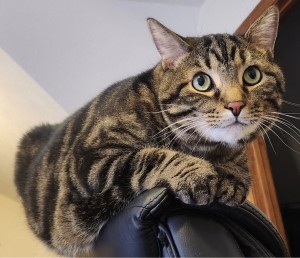 Photo of Io