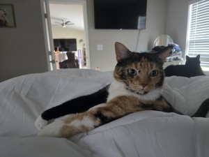 Photo of Pumpkin