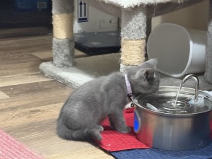 Photo of Hank
