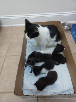 Photo of Kitten 1