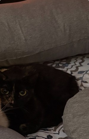 Photo of Bitsy