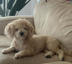 Photo of Ginger