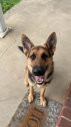 Photo of Bailey