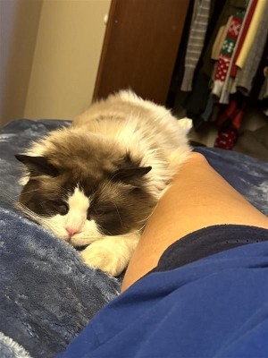Photo of Rags