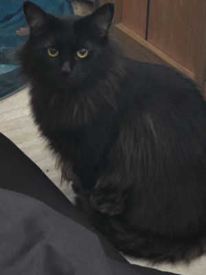 Photo of Raven