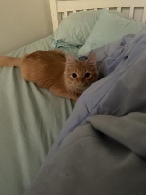 Photo of Kovu