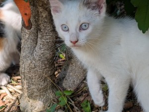 Photo of Mini Moe