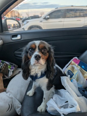 Photo of Tramp