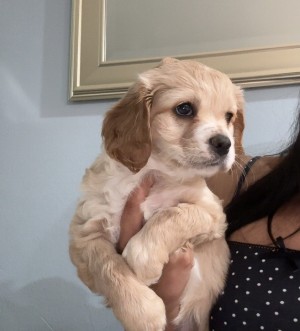 Photo of Ladybird
