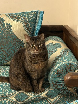 Photo of Tanzy