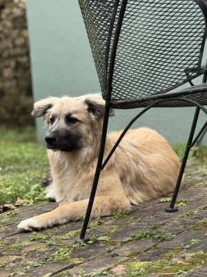 Photo of Abby