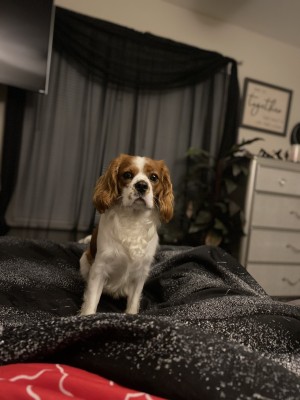 Photo of Teddy