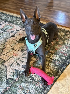 Photo of Stella