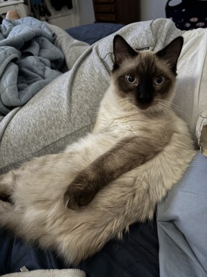 Photo of Loki