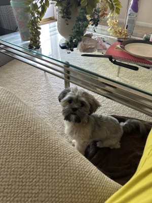 Photo of Layla