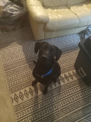 Photo of Batman
