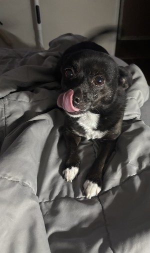 Photo of Smokey