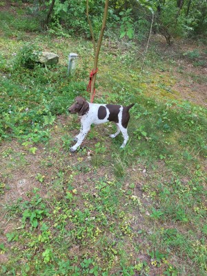 Photo of Scoot